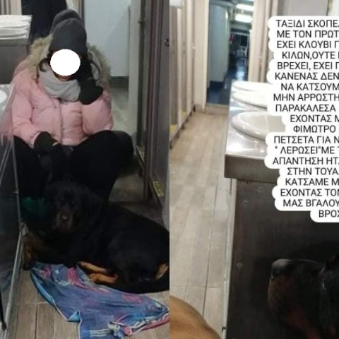 Απίστευτο: Ταξίδεψε από την Σκόπελο στο Βόλο σε τουαλέτα πλοίου επειδή είχε... σκύλο - Τι συνέβη