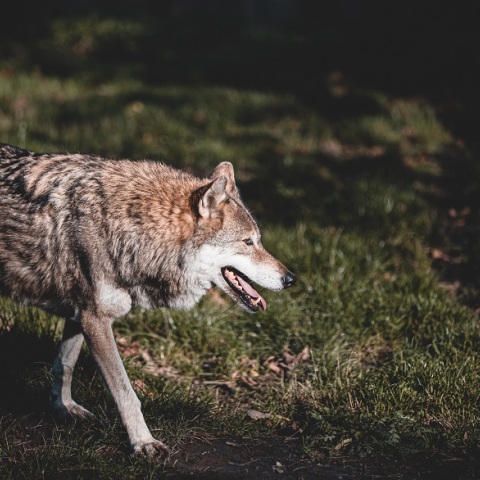 «Καλλιστώ»: Δεν γνωρίζουμε με σιγουριά αν ήταν λύκος στον Διόνυσο