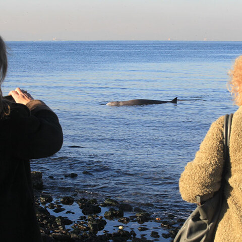 Η φάλαινα ζιφιός που βρέθηκε νεκρή στη Σαλαμίνα, είχε εγκλωβιστεί στον Άλιμο