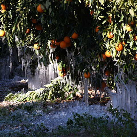 Παγετός σε χωράφι με πορτοκαλιές