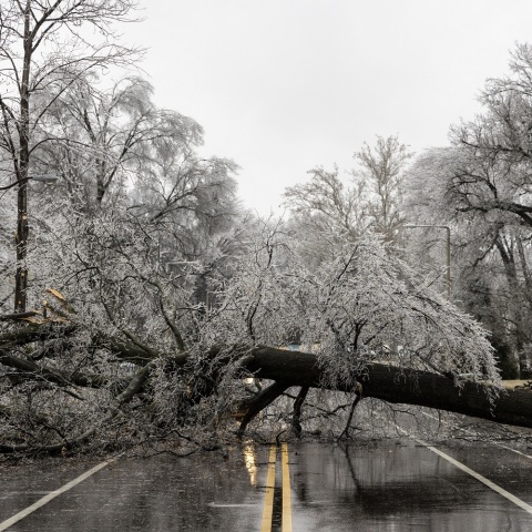 Κορμός δέντρου που έχει πέσει κι έχει κλείσει δρόμο στο Μέμφις των ΗΠΑ