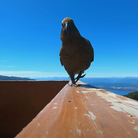 Ο παπαγάλος στη Νέα Ζηλανδία ετοιμάζεται να αρπάξει την GoPro