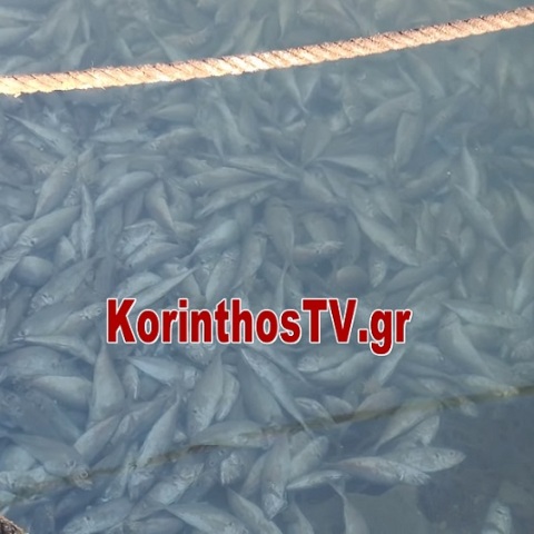 Γέμισε νεκρά ψάρια η Κόρινθος