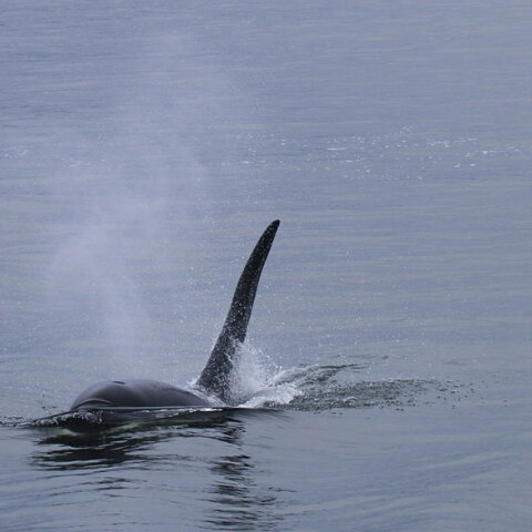 Φάλαινα όρκα