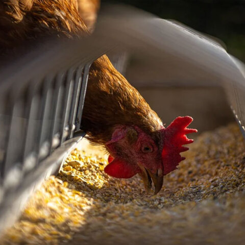Κότα σε εκτροφείο