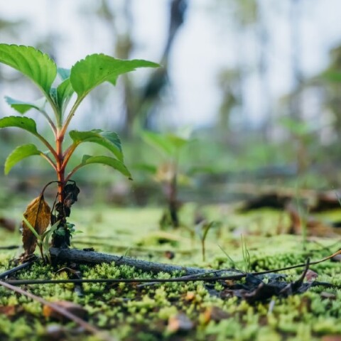 Δεντροφύτευση 