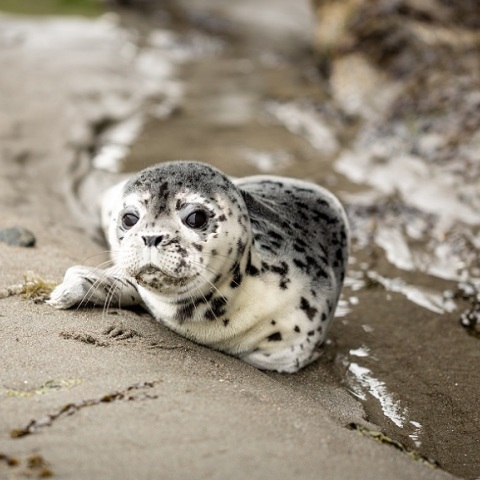 Φώκια βγήκε σε παραλία της Εύβοιας να ξεκουραστεί 