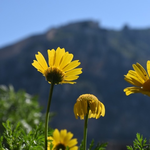 Καιρός - Μαρουσάκης: Έρχεται ανοιξιάτικο Σαββατοκύριακο