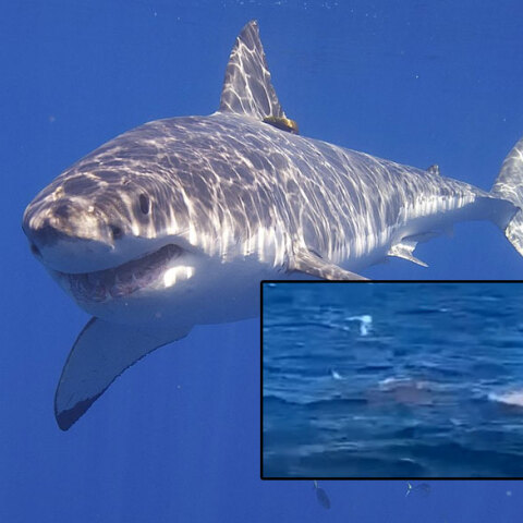 Λευκός καρχαρίας επιτέθηκε και σκότωσε λουόμενο στο Σίδνεϊ μπροστά στην κάμερα