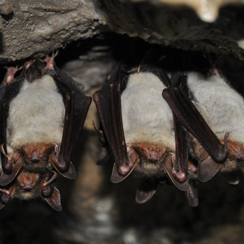 Κορωνοϊοί παρόμοιοι με τον SARS-CoV-2 σε νυχτερίδες στο Λάος