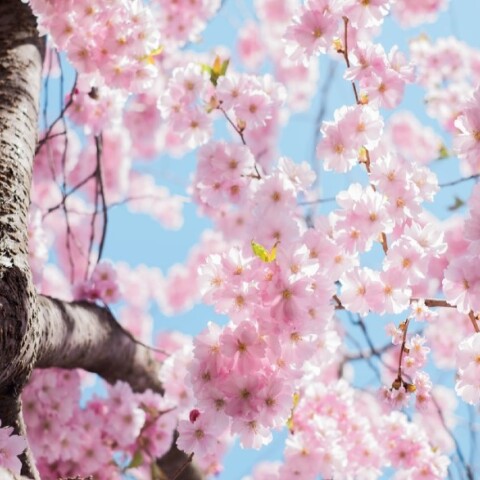 Ανθισμένο δέντρο την άνοιξη