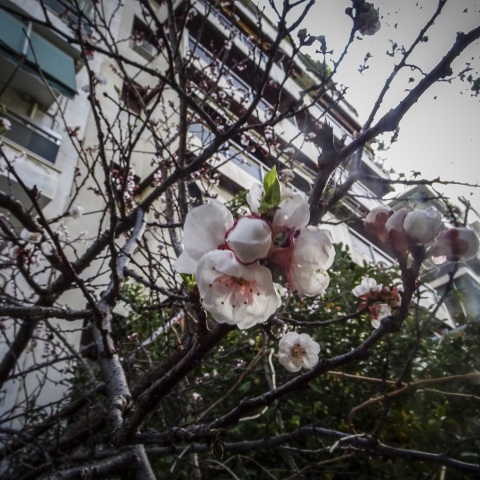 Ανθισμένη αμυγδαλιά σε δρόμο της Αθήνας