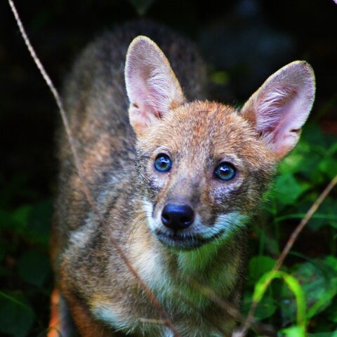 Θεσσαλονίκη: Μικρό τραυματισμένο τσακάλι «τρύπωσε» μέσα σε βιβλιοπωλείο