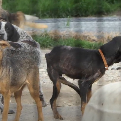 Σπάρτη: Εικόνες που σοκάρουν στα κυνοκομεία του Δήμου