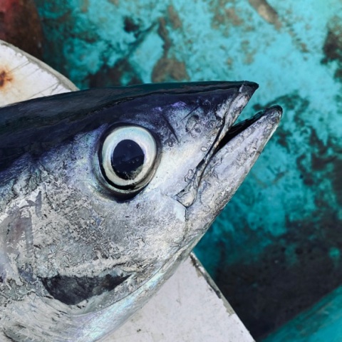 Ιόνιο: Ψάρεψαν γιγάντιο τόνο σχεδόν 400 κιλά