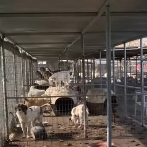 Εικόνες που σοκάρουν στα κυνοκομεία του Δήμου Σπάρτης © Screenshot/ YouTube