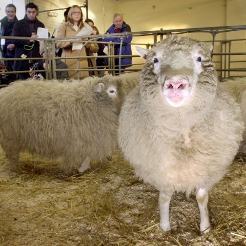 25 χρόνια από την κλωνοποίηση της Ντόλι 