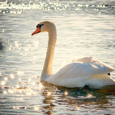 Συγκινεί κύκνος στην Καστοριά που θρηνεί το ταίρι του