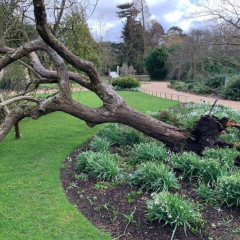 Ξεριζώθηκε η «μηλιά του Νεύτωνα» από την κακοκαιρία Γιούνις