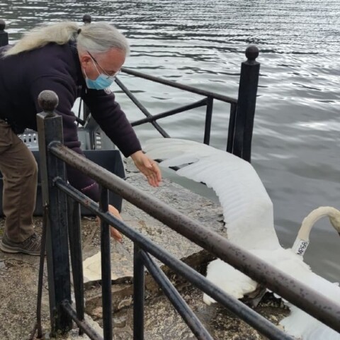 Κύκνος της Καστοριάς: Μεταφέρθηκε στην λίμνη Παμβώτιδα