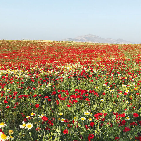 Φωτογραφία της Τώνιας Δραγούνη