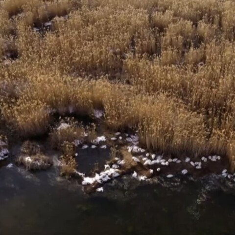 Νεκροί αργυροπελεκάνοι στη Μικρή Πρέσπα