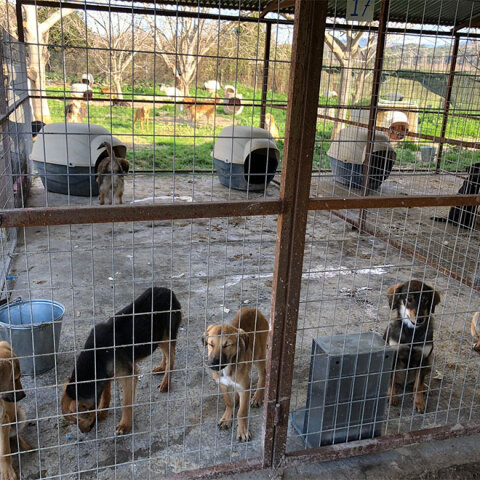 Αδέσποτα στο κυνοκομείο Σπάρτης