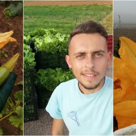 Κολοκυθοανθός