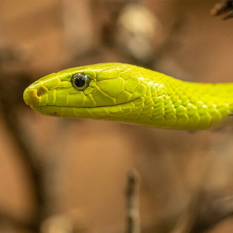 Φίδι στο παντελόνι είχε κρυμμένο λαθρέμπορος στις ΗΠΑ