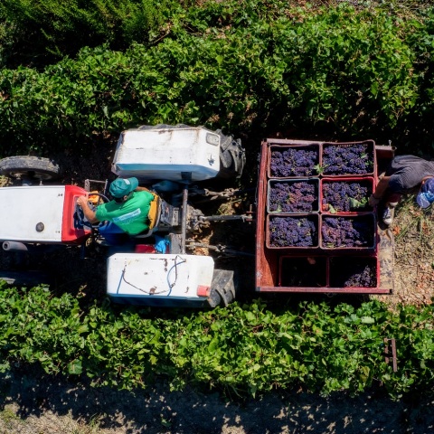 Αγρότες σε τρακτέρ κουβαλούν σταφίδες