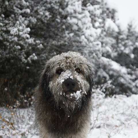 Σκύλος στο χιόνι