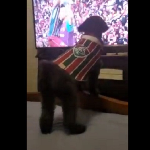 Σκύλος οπαδός της Φλουμινένσε πανηγύρισε γκολ κόντρα στην Φλαμένγκο και έγινε viral