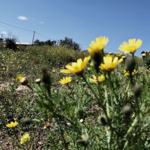 Αίθριος καιρός