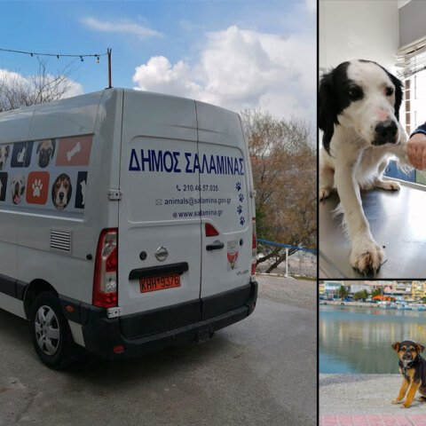 Το ασθενοφόρο για τα αδέσποτα ζώα συντροφιάς στη Σαλαμίνα