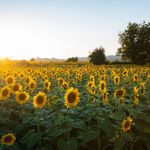 Αυξήσεις ρεκόρ στο ηλιέλαιο προκάλεσε ο πόλεμος στην Ουκρανία