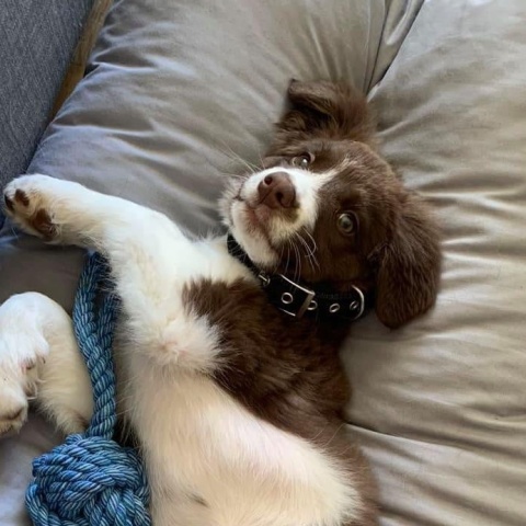 Η Ρόξυ, το κουταβάκι της Καρολάιν Κράουτς, που κρέμασε ο Μπάμπης Αναγνωστόπουλος σκηνοθετώντας τα περί ένοπλης ληστείας στο σπίτι στα Γλυκά Νερά