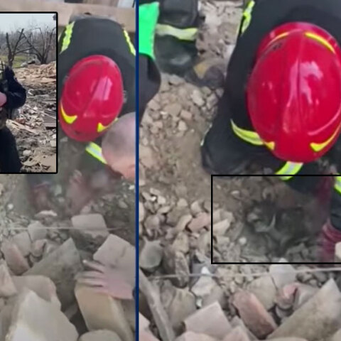 Σκυλάκι ανασύρεται ζωντανό από γκρεμισμένο κτίριο στο Ντόνετσκ μετά τον ρωσικό βομβαρδισμό