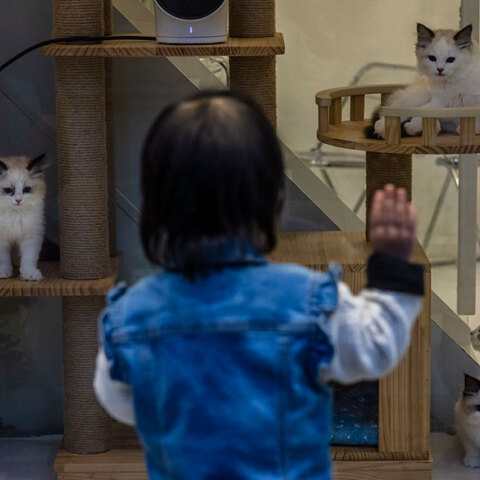 Στη Σαγκάη, με το lockdown σε ισχύ, σκύλοι και γάτες καταδικάζονται να πεθάνουν από τη δίψα και την πείνα