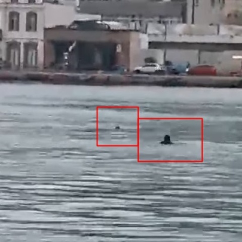 Χίος: Λιμενικός σώζει από πνιγμό σκυλάκι στο λιμάνι του νησιού