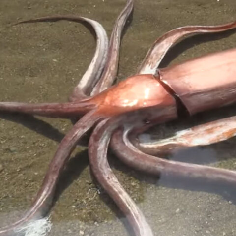 Ξεπερνά τα 3 μέτρα το καλαμάρι γίγας στην Ιαπωνία που εκβράστηκε ζωντανό