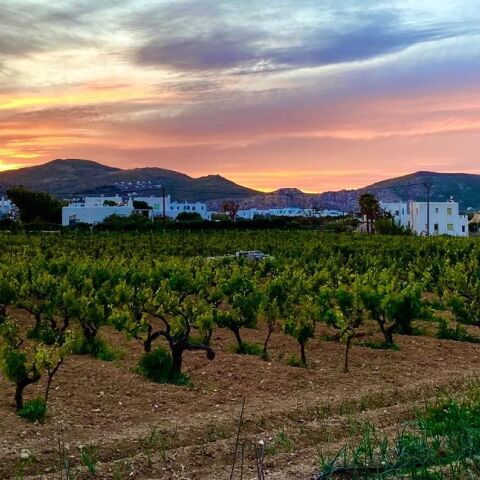 Οινοποιείο Moraitico: τα ωραία κρασιά της Πάρου