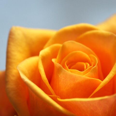 7 λουλούδια που ομορφαίνουν το μπαλκόνι και φέρνουν τύχη, ευημερία, καλή διάθεση.