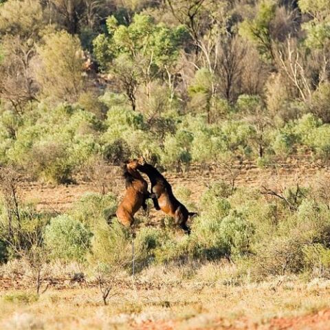 Γρεβενά: Ακυρώθηκε η δημοπρασία για τα 30 άγρια άλογα