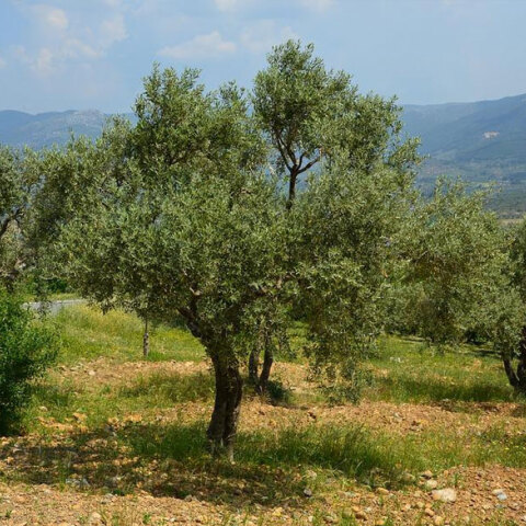 Απαγχονισμένος σε ελαιόδεντρο βρέθηκε άνδρας στην Κρήτη