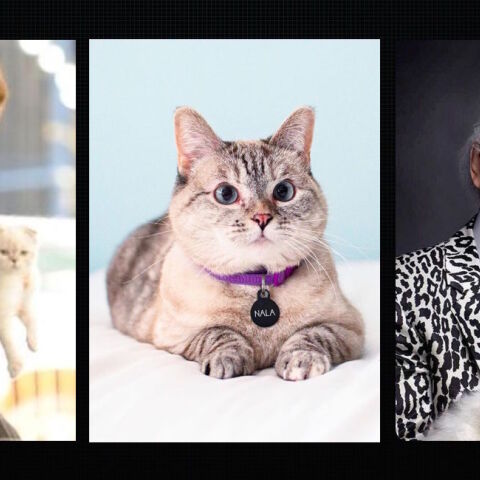 Τα 8 πιο πλούσια σκυλιά και γατιά του κόσμου - Πώς απέκτησαν τις περιουσίες και τα εκατομμύριά τους.