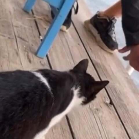 Στιγμιότυπο από βίντεο όπου ο άνδρας κλοτσά τη γάτα σε ψαροταβέρνα στην Αιδηψό