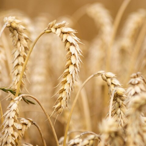wheat-6536039_1280.jpg