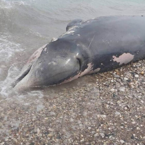Νεκρός ζιφιός σε παραλία στη Ρόδο (ΦΩΤΟ ΑΡΧΕΙΟΥ)