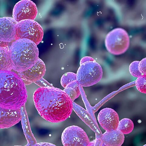 Συναγερμός σε νοσοκομεία της Αττικής για τον μύκητα candida auris - Τι προκαλεί