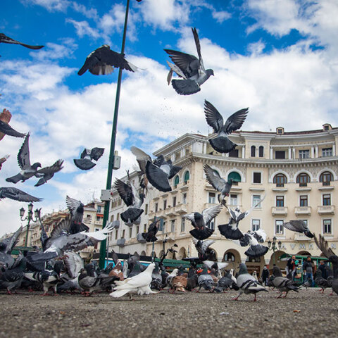 Περιστέρια στη Θεσσαλονίκη